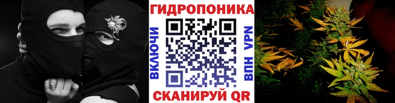 купить наркоту  Шебекино  Каннабис индика 
